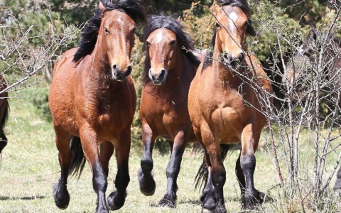 Horsewatching: riparte la stagione in Val d’Aveto