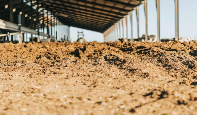 Il Comune di Gonzaga dice basta alla concentrazione eccessiva degli allevamenti intensivi