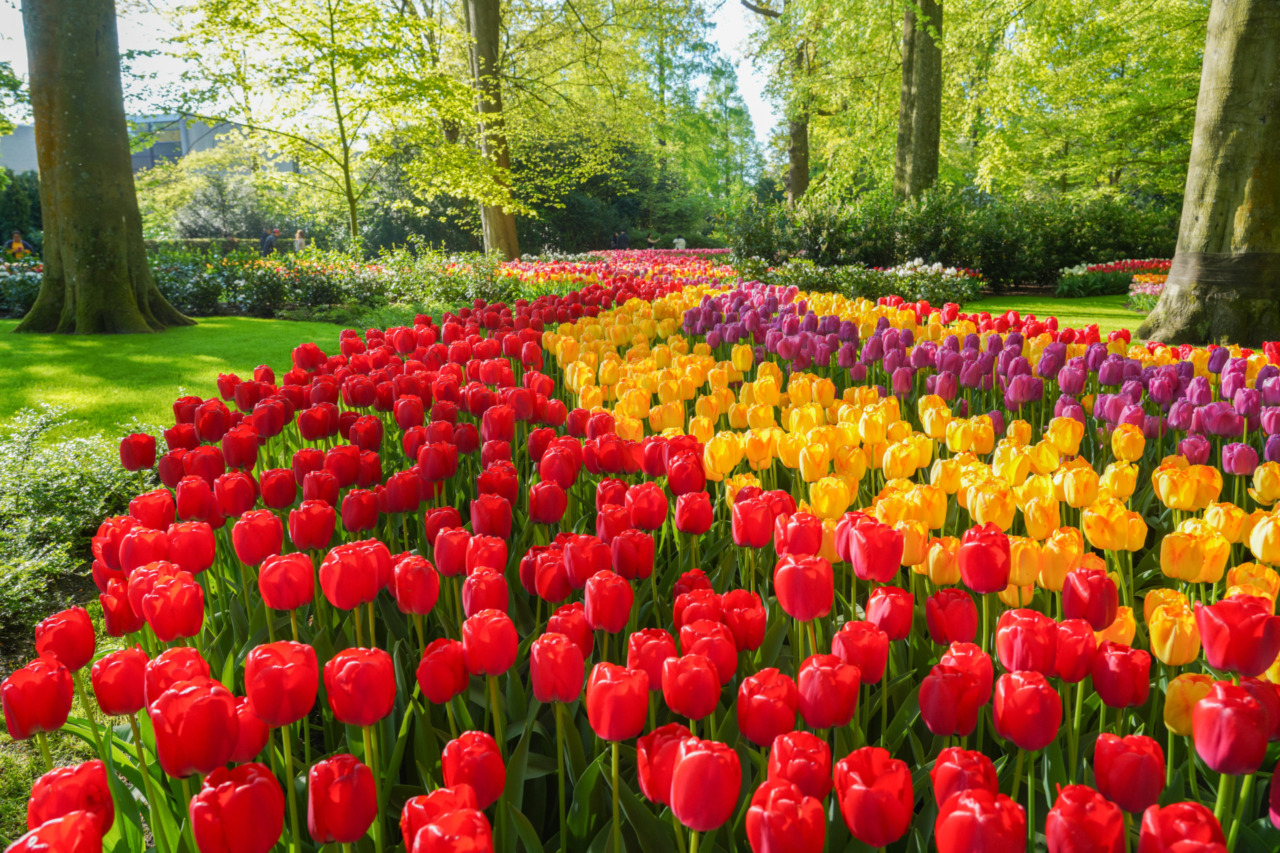 Il Keukenhof riapre le porte: dove nasce la primavera nei Paesi Bassi