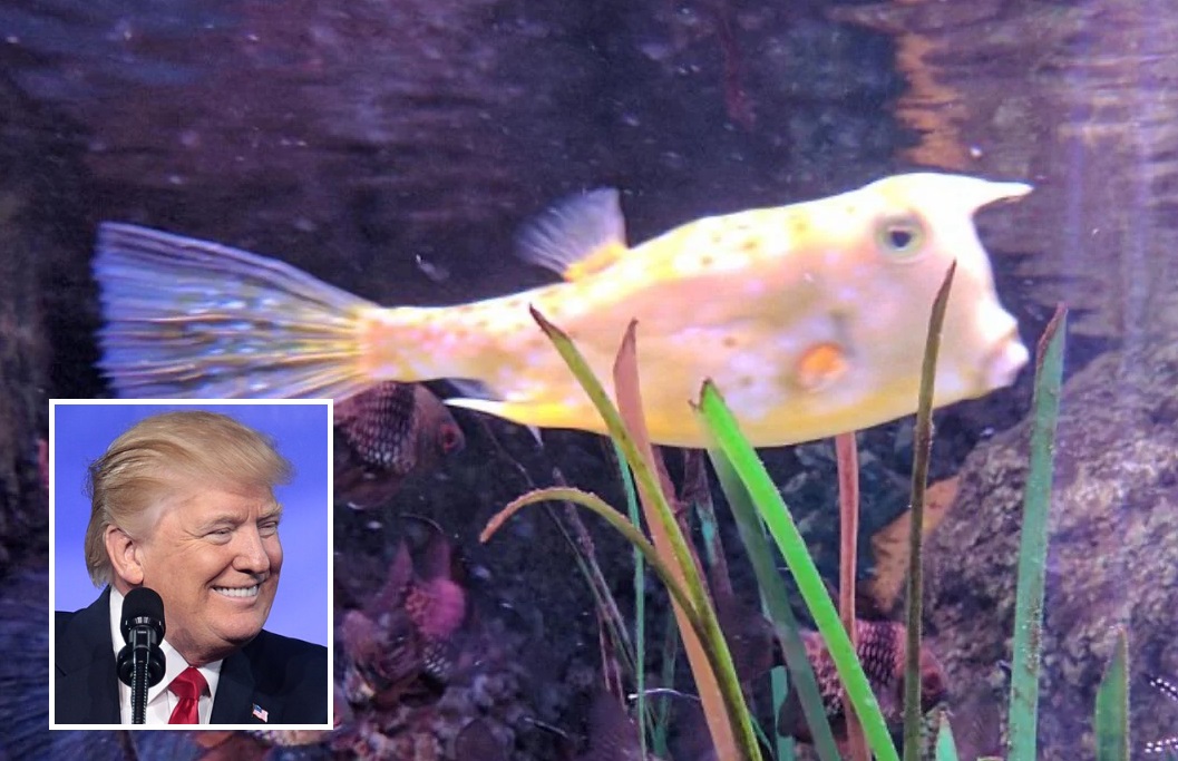 Il pesce che assomiglia a Donald Trump