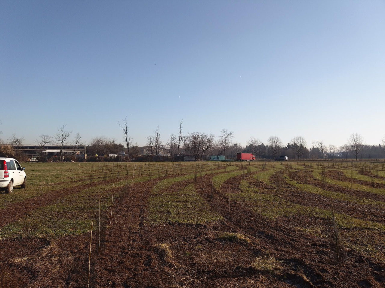 In arrivo 63mila nuovi alberi per la Città metropolitana di Milano