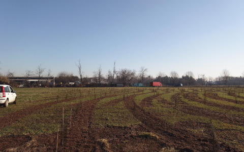 In arrivo 63mila nuovi alberi per la Città metropolitana di Milano