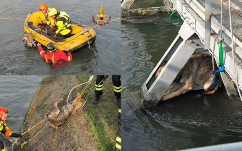 Lupa in pericolo sotto al ponte a San Giovanni Lupatoto: il video del salvataggio dei vigili del fuoco