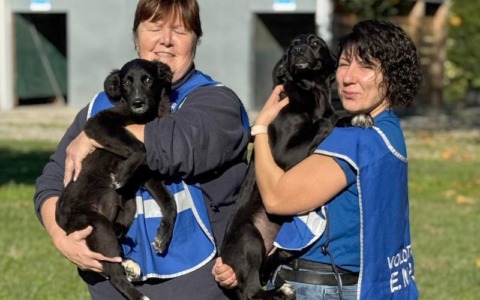 Meno cani in canile, ma l’emergenza sono gatti e altri animali