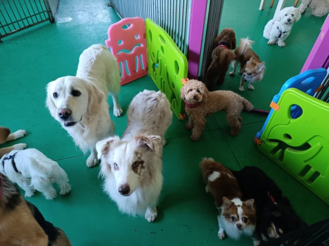 Missaglia: al via il corso patentino per proprietari di cani