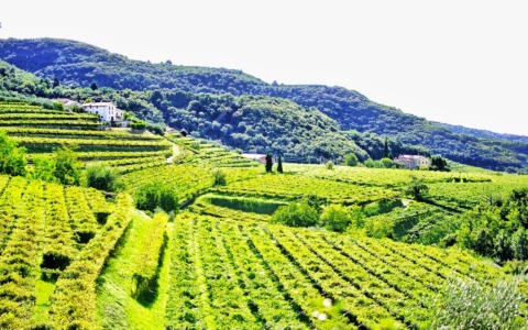 Patrimonio immateriale Unesco: nuove candidature italiane per il 2026