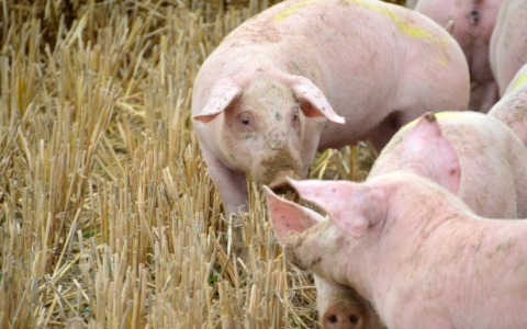 Peste suina, il Novarese esce dalla zona di restrizione: ok dall’Europa