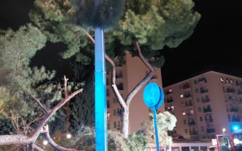 Pino cade al Tuscolano, nessun ferito