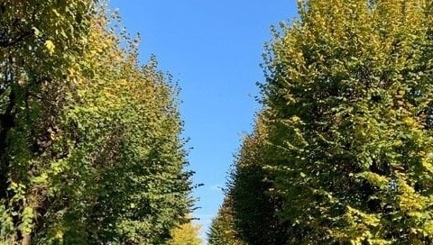 Potature, abbattimenti e nuove piantumazioni: messe a dimora 2.223 piante a Liscate