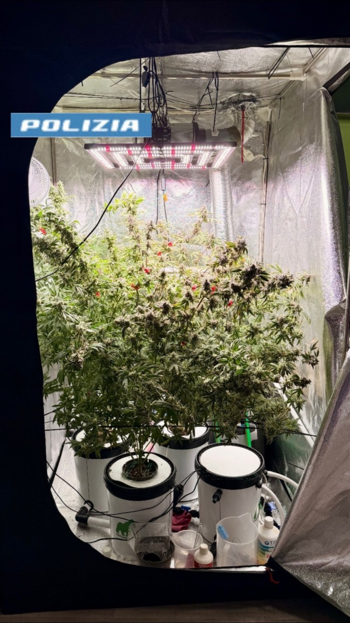 Serra indoor per la produzione di marijuana in un appartamento a Torino: arrestato 46enne
