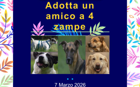 Sporting Club Monterosa tra grande equitazione e un’iniziativa per gli amici a 4 zampe