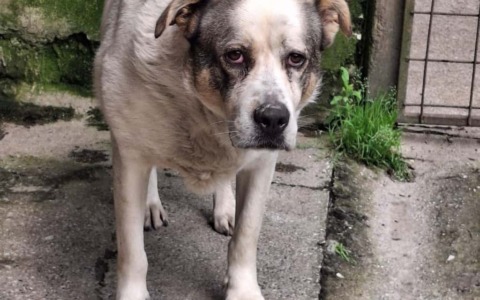 Terry, canina dispersa nel bosco, recuperata grazie al drone termico