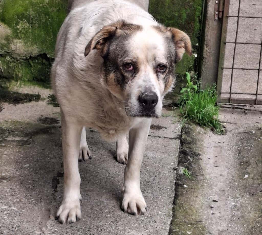 Terry, canina dispersa nel bosco, recuperata grazie al drone termico