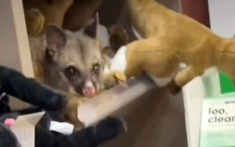 Un opossum-camaleonte si è mimetizzato in mezzo a uno scaffale di peluche