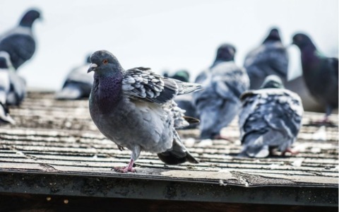 Viterbo, la guerra ai piccioni: costi e soluzioni per proteggere i palazzi storici dal guano
