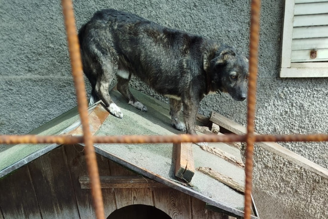 Viveva confinato in un recinto, senza mai uscire: il racconto del “salvataggio” del cane Flash