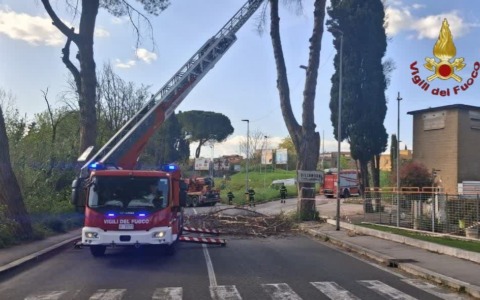 Albero pericolante, l’intervento dei Vigili del Fuoco