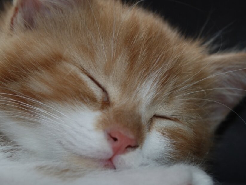 Completamente ricoperto di fucsia: la vittima è un gattino