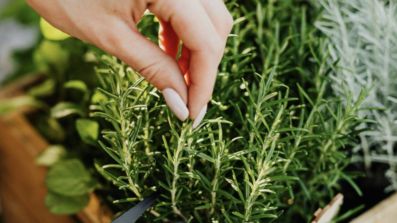 Dal folletto Naturello ai banchi di scuola: aromatiche sotto la lente di “Coltiviamo”