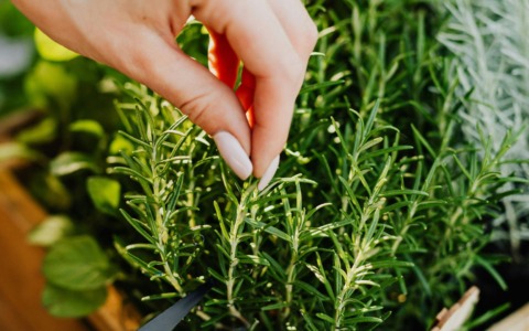 Dal folletto Naturello ai banchi di scuola: aromatiche sotto la lente  di “Coltiviamo”