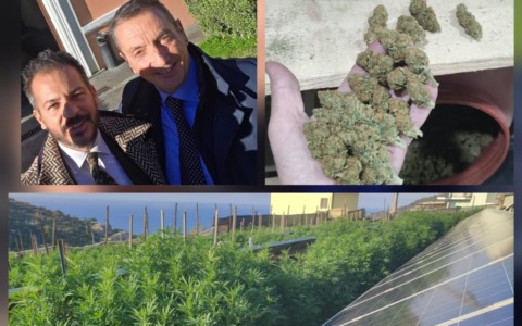 Dissequestrati i 350 kg di canapa. Era legale