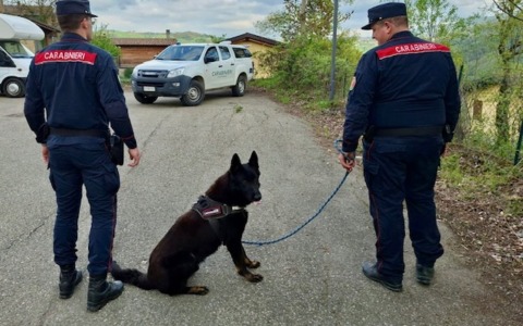 Esche avvelenate nel parcheggio