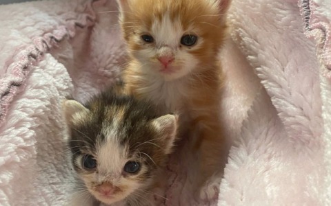 Gatti liberi, un corso di formazione di Ats Brianza