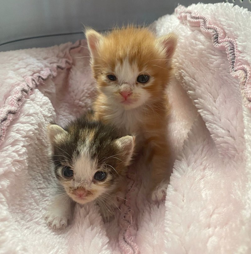 Gatti liberi, un corso di formazione di Ats Brianza
