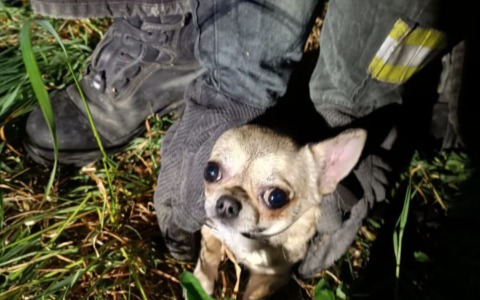 I pompieri salvano un cane finito in una tubazione