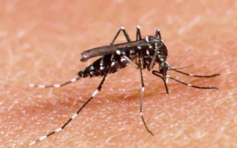 Il cambiamento climatico e la diffusione delle malattie infettive