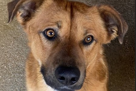 “Il Canile va in città”, la sfilata in piazza del Popolo