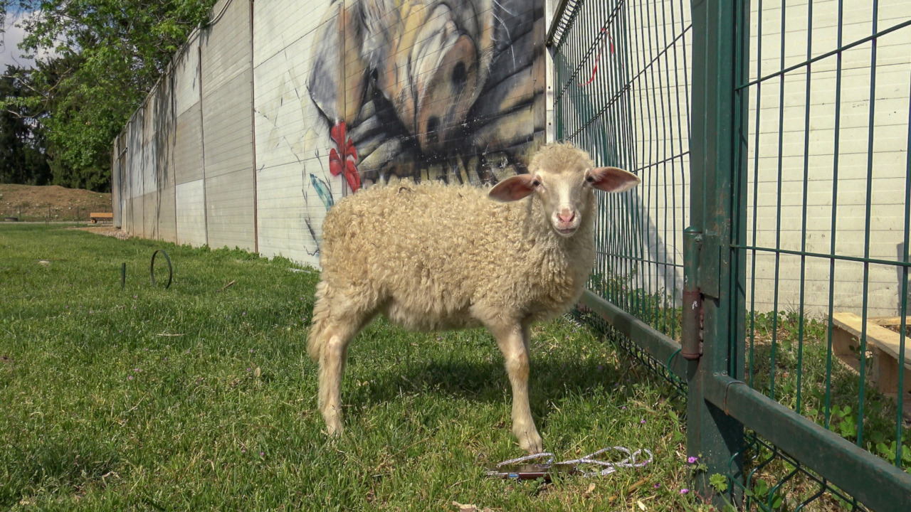 La nuova vita di Anna l’agnellina, salvata dall’associazione Essere Animali