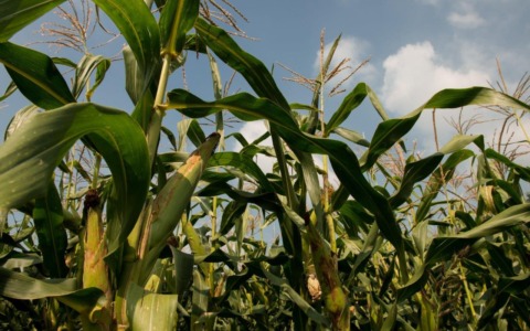 “La tradizione diventa futuro”, in Val Gandino contributi alle nuove coltivazioni di Mais Spinato
