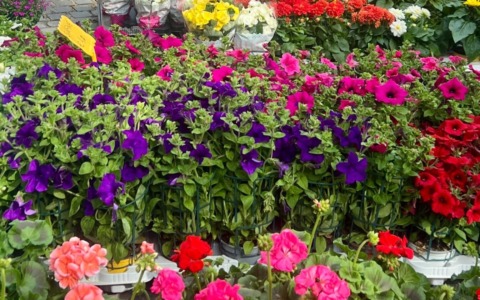 Lodi in Fiore: la prima edizione della mostra mercato in Piazza della Vittoria