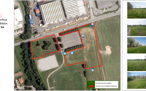 Oltre mille nuove piante lungo la Provinciale: il “cantiere aperto” di ForestaMi