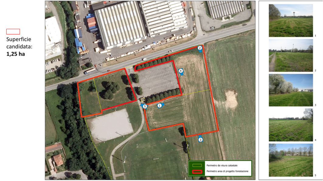 Oltre mille nuove piante lungo la Provinciale: il “cantiere aperto” di ForestaMi