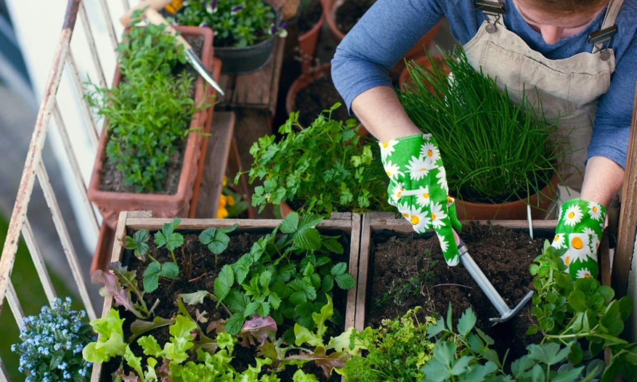 Orti urbani, torna  il bando «Coltiva  il tuo spazio»