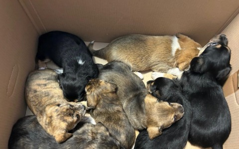 Otto cuccioli di cane rischiavano di soffocare, salvati dalla Polizia