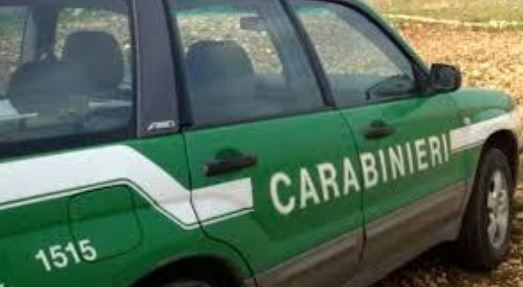 Pascolo abusivo in area bruciata