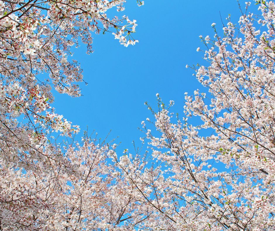 Passeggiata guidata tra i ciliegi in fiore e le bellezze di Celleno