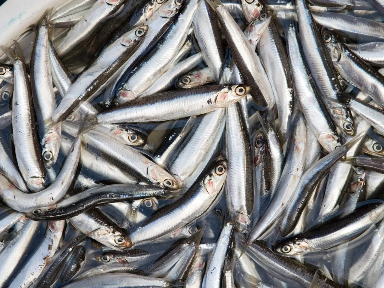 Pesce a tavola tra timori e cambiamenti