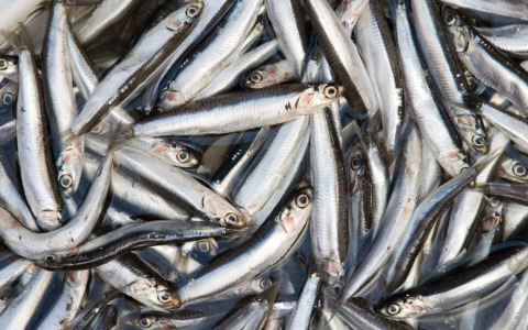 Pesce a tavola tra timori e cambiamenti