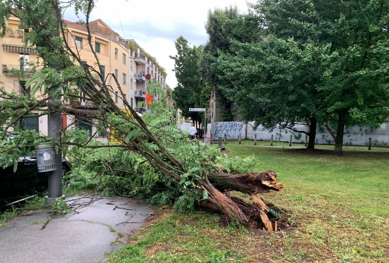 Salute degli alberi, se ne parla all’Accademia dei Georgofili