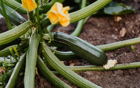Signore e signori ecco a voi la zucchina, regina nell’orto di chi è alle prime armi