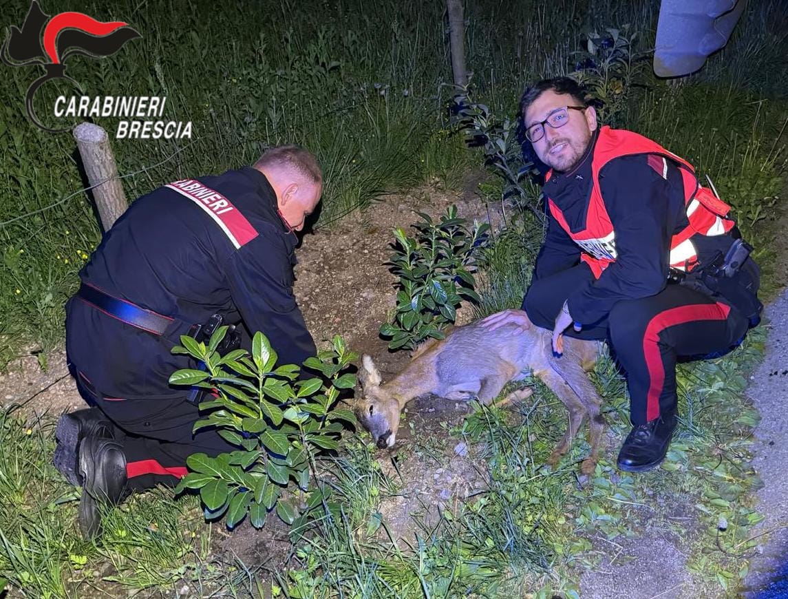 Spbs37: capriolo maschio ferito trovato a bordo strada