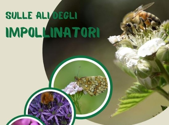 Sulle ali degli impollinatori: un viaggio nella biodiversità a Oliveto Lario