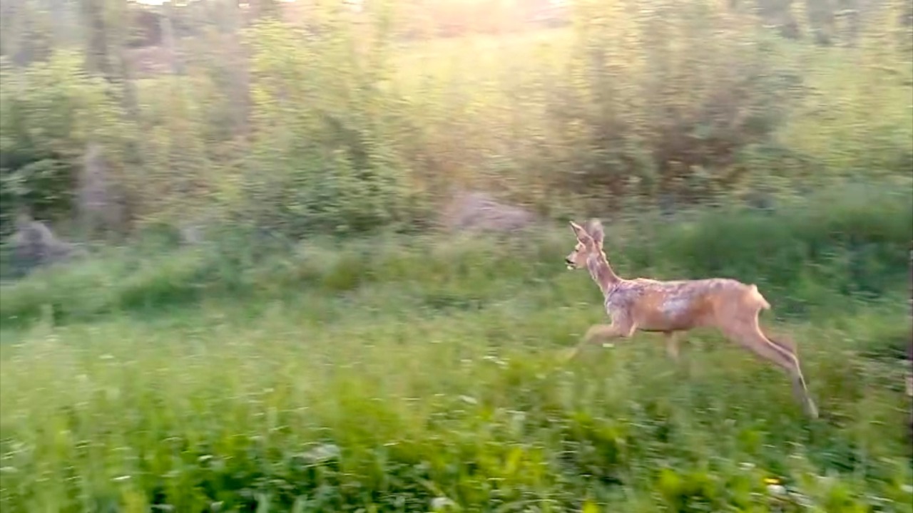 Una femmina di capriolo recuperata nel cortile di una casa a Pino Torinese