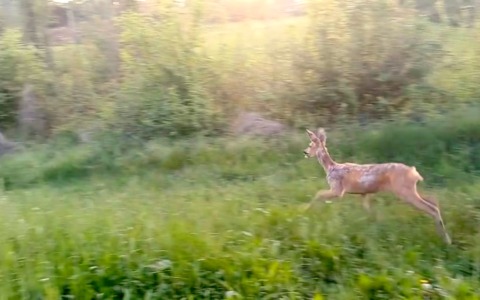 Una femmina di capriolo recuperata nel cortile di una casa a Pino Torinese