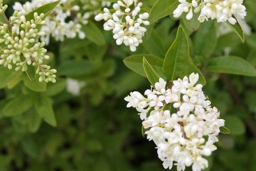 Viale dello Scalo di San Lorenzo: terminata riqualificazione arborea