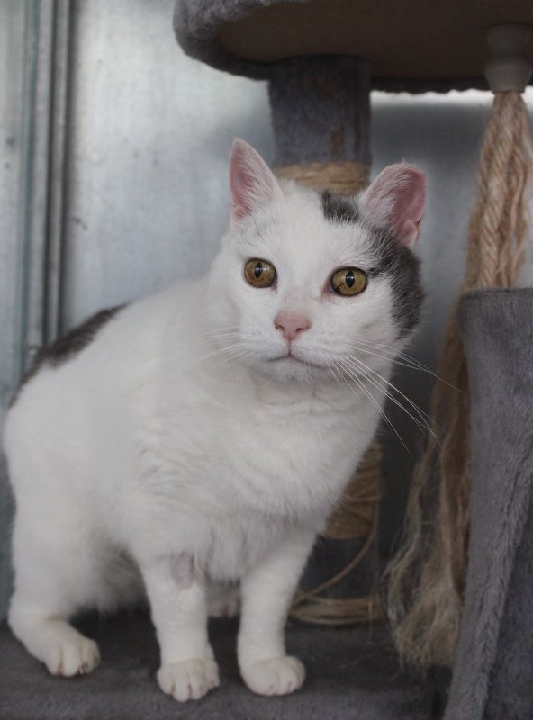 Anche cani e gatti sono in sovrappeso, i consigli dell’Enpa